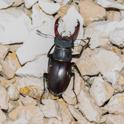 Lucanus cervus (Stag Beetle).jpg